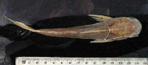 Auchenopterus guppyi (Regan, 1906) - 1906.6.23.49-50b; Pseudauchenipterus guppyi; dorsal view; ACSI Project image