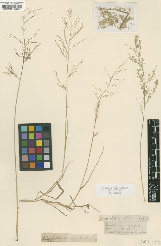 Eragrostis unioloides (Retz.) Nees ex Steud. - BM000578811