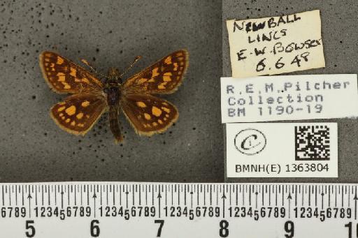 Carterocephalus palaemon (Pallas, 1771) - BMNHE_1363804_175956