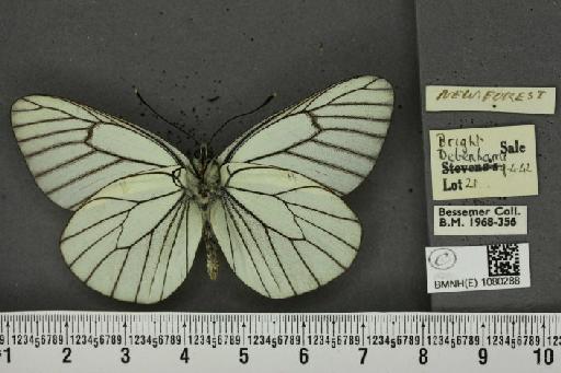 Aporia crataegi (Linnaeus, 1758) - BMNHE_1080288_69938