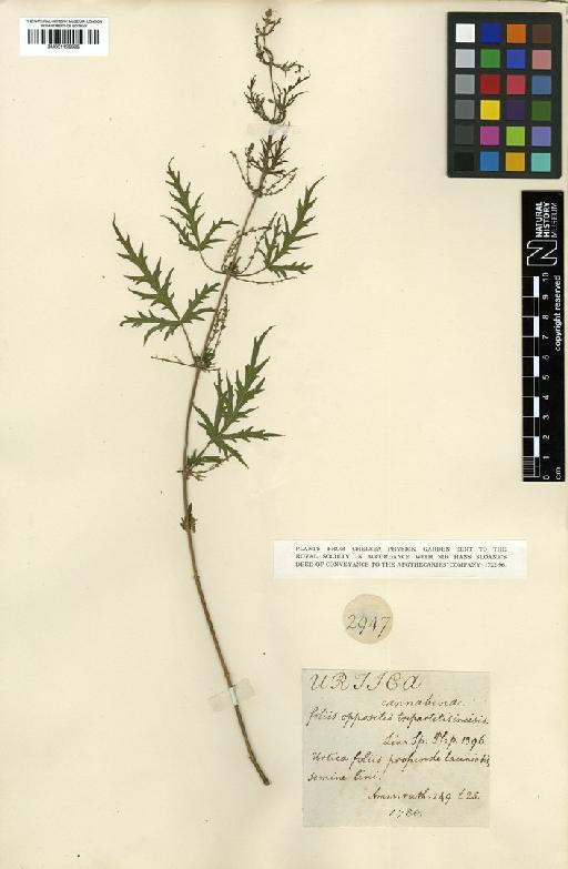 Urtica cannabina L. - BM001125995