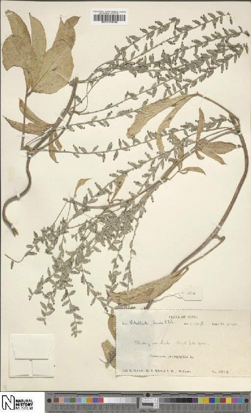 Dioscorea pentaphylla L. - BM001049488