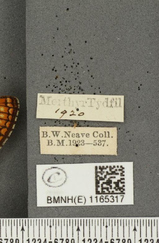 Euphydryas aurinia (Rottemburg, 1775) - BMNHE_1165317_label_52853
