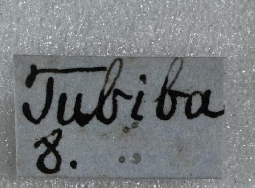 Scaptotrigona tubiba (Smith, F., 1863) - Trigona_tubiba-BMNH(E)970285- label2-0.8x