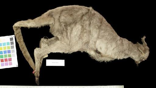 Macropus robustus - 1841.1113_Skin_Lateral Right