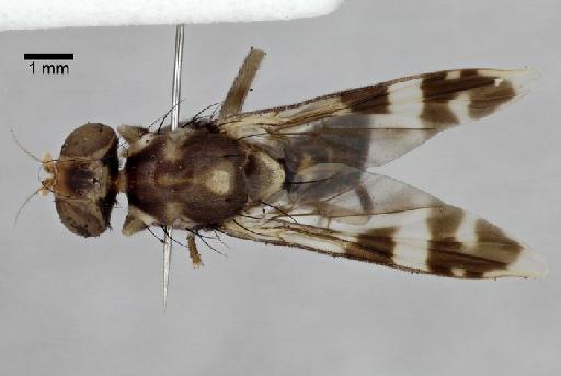 Euphranta (Euphranta) wallacei Hancock & Whitmore, 2015 - Euhpranta_wallacei_2