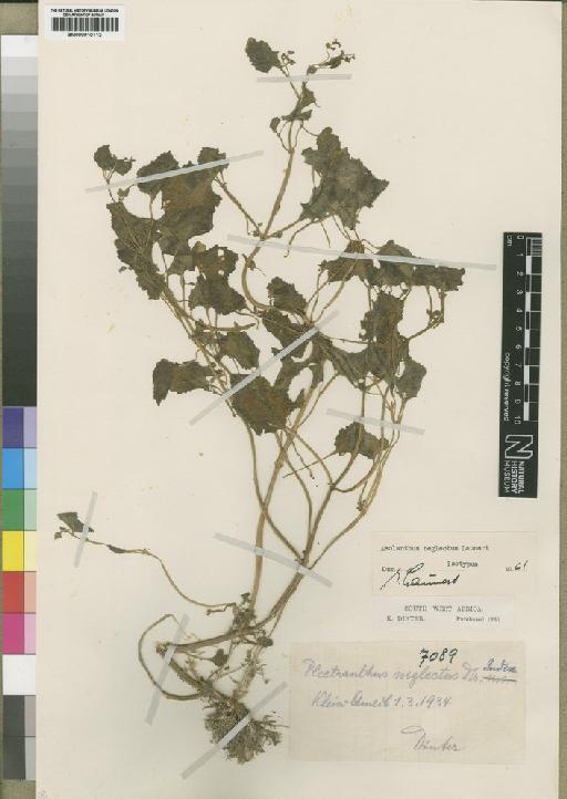 Aeollanthus neglectus (Dinter) Launert - BM000910112
