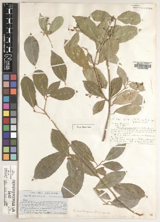 Rinorea brachypetala (Turcz.) Kuntze - BM000617965