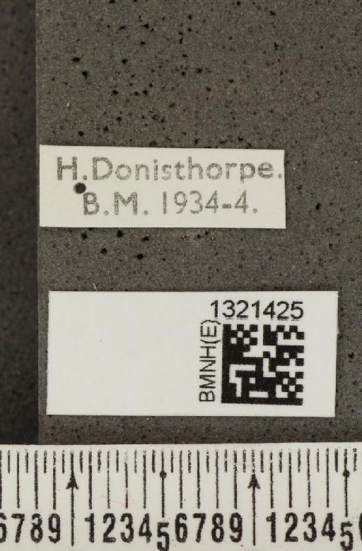 Crioceris (Crioceris) asparagi (Linnaeus, 1758) - BMNHE_1321425_a_label_11393