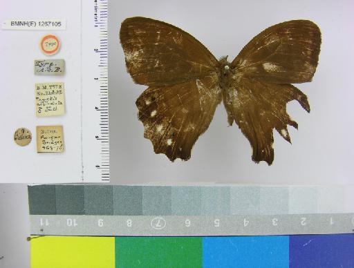 Taygetis albinotata Butler, 1867 - BMNH(E)_1267105_Parataygetis_(Taygetis)_albinotata_Butler_T_male_ (1)