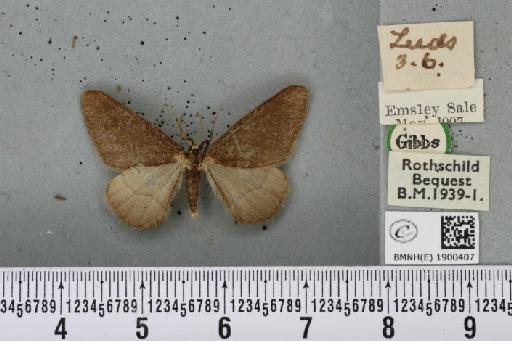 Agriopis marginaria ab. fuscata Harrison, 1884 - BMNHE_1900407_465048