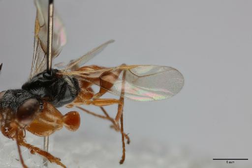 Deinodryinus bolivianus Olmi, 1984 - 012858893_Deinodryinus_bolivianus_HT_forewing