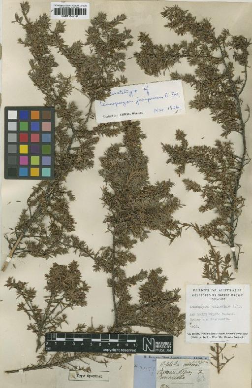 Leucopogon juniperinus R.Br. - BM001040131