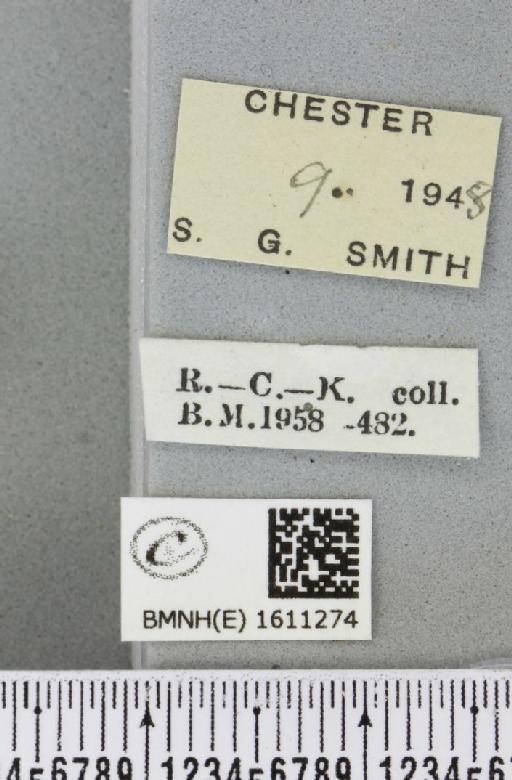 Xanthorhoe fluctuata fluctuata (Linnaeus, 1758) - BMNHE_1611274_label_309193