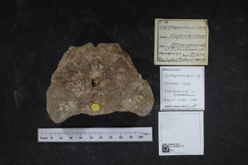 Ichthyosauridae Bonaparte, 1841 - 010020516_L010040195