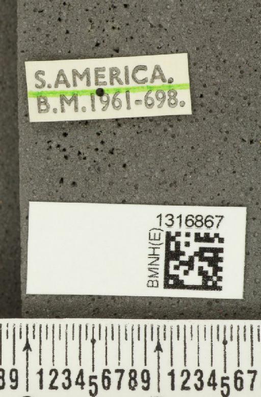 Calligrapha (Polyspila) philadelphica (Linnaeus, 1758) - BMNHE_1316867_label_15973