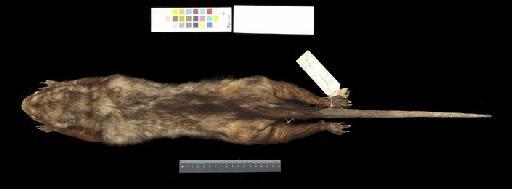 Didelphis marsupialis battyi Thomas, 1902 - 1902.3.5.30_Skin_Dorsal