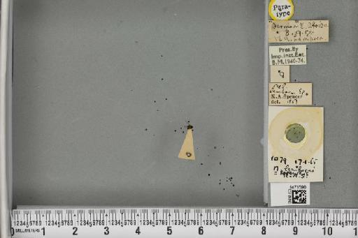 Melanagromyza solanidis Spencer, 1959 - BMNHE_1471590_46586