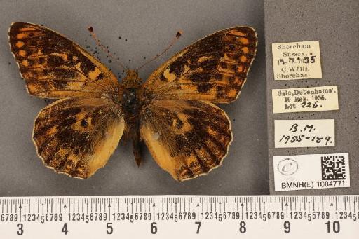 Argynnis aglaja (Linnaeus, 1758) - BMNHE_1084771_53697