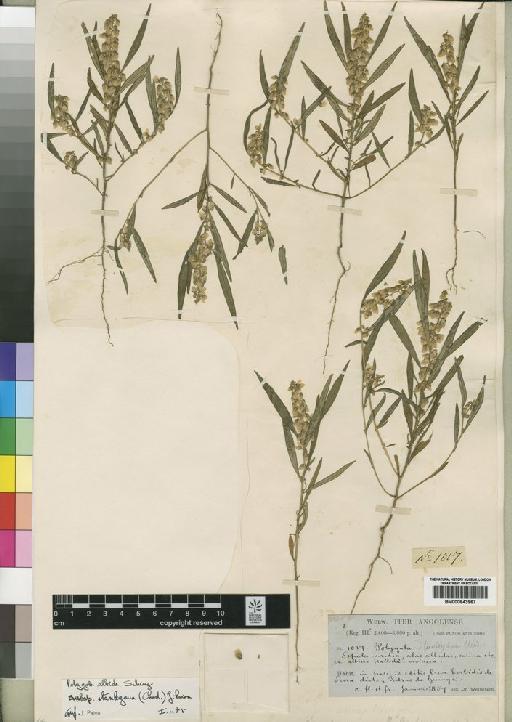 Polygala albida subsp. standleyana (Chodat) Paiva - BM000843967