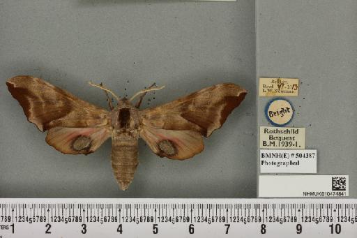 Smerinthus ocellata ab. kainiti Knop, 1937 - NHMUK_010474841_525137