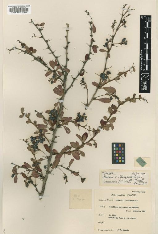 Berberis 'Stonefield Dawn' - BM000554790