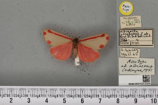 Tyria jacobaeae Cockayne, 1951 - NHMUK_010372324_513015