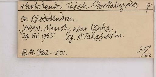 Pealius rhododendrae Takahashi, 1935 - 013488213_additional