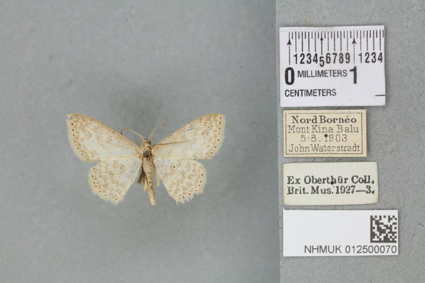 Scopula vacuata thumbnail
