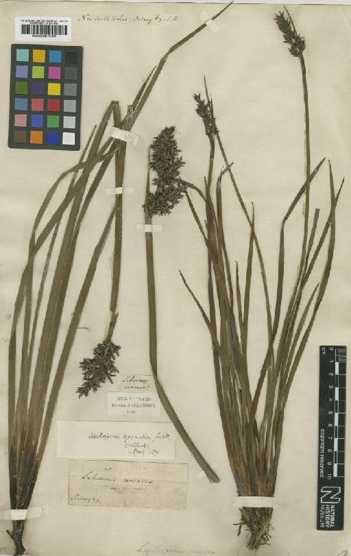 Lepidosperma concavum R.Br. - BM000991086