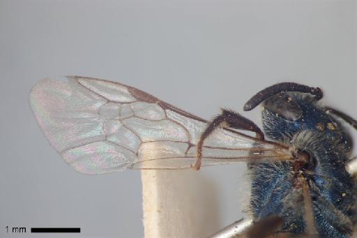 Augochlora chryseis Smith, F., 1879 - Augochlora_chryseis-NHMUK010265367-type-female-left_for_wing-dorsal-2_0x