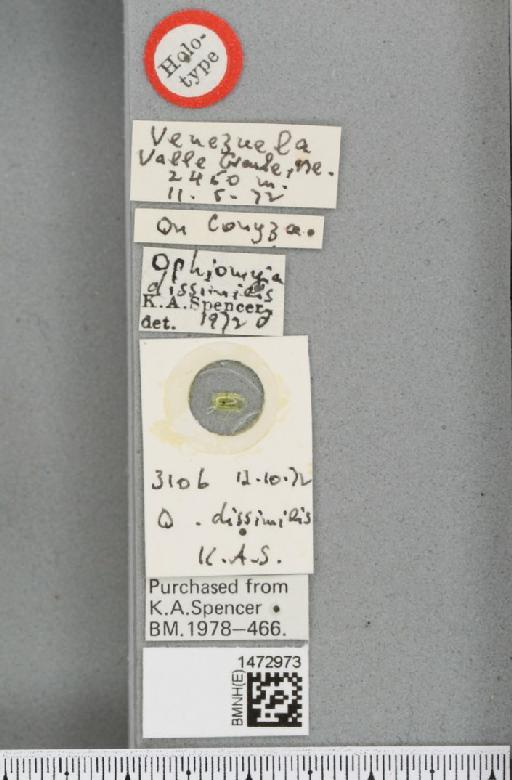 Ophiomyia dissimilis Spencer, 1973 - BMNHE_1472973_label_47354