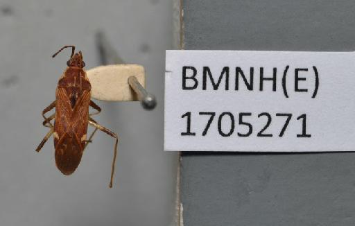 Dieuches gracilicrus Eyles, 1973 - Dieuches gracilicrus-BMNH(E)1705271-Holotype Male Dorsal