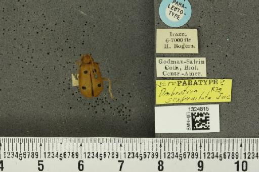 Isotes sexpunctata (Jacoby, 1878) - BMNHE_1324815_21965