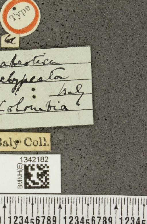 Gynandrobrotica clypeata (Baly, 1886) - BMNHE_1342182_label_23644