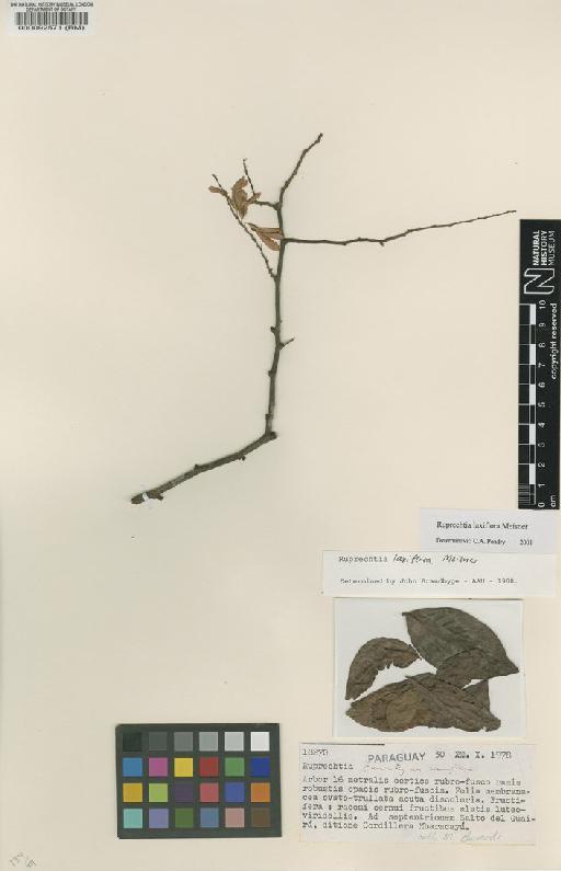 Ruprechtia laxiflora Meisn - BM000092571
