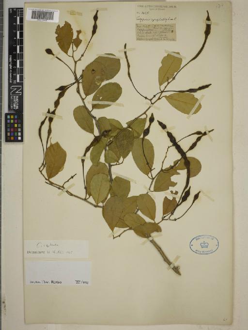 Capparis retusa Griseb. - BM001259506