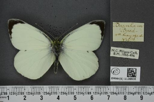 Pieris brassicae (Linnaeus, 1758) - BMNHE_1126928_84079