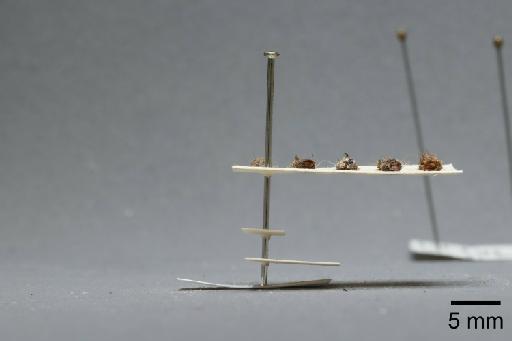 Fannia clara Collin, 1939 - 013421820_lateral