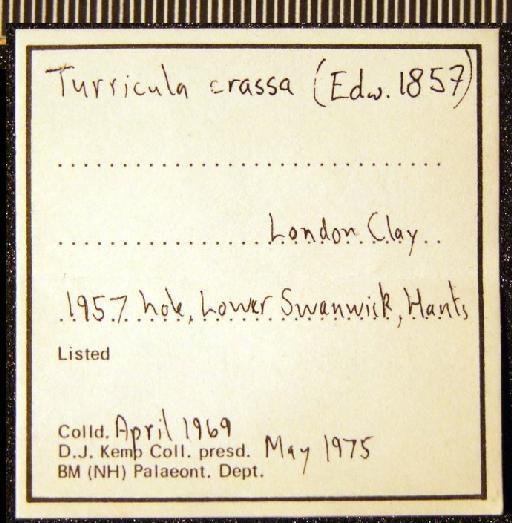 Turricula (Orthosurcula) crassa (Edwards, 1857) - TG 1117. Turricula (Orthosurcula) crassa (label 1)