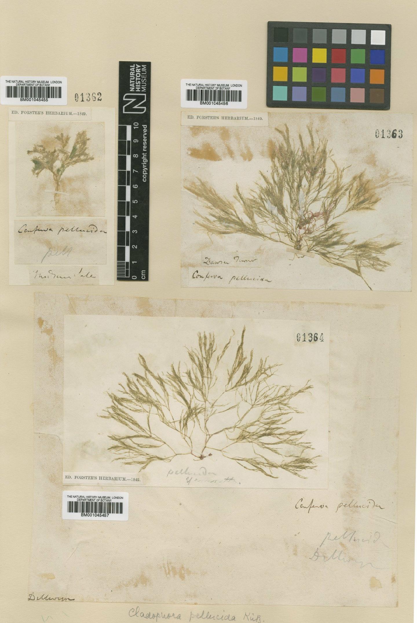 To NHMUK collection (Cladophora pellucida (Huds.) Kütz.; NHMUK:ecatalogue:736007)