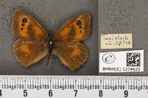 Pyronia tithonus britanniae (Verity, 1914) - BMNHE_1374429_160660