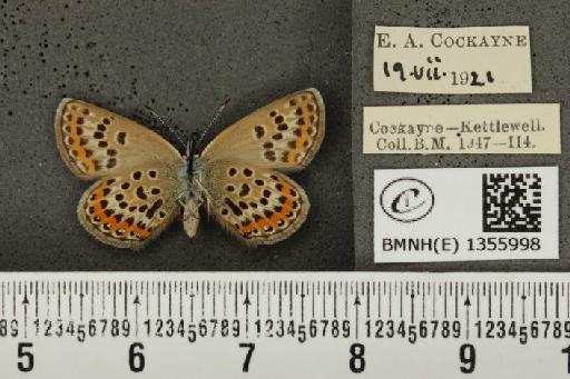 Plebejus argus argus ab. basijuncta Tutt, 1909 - BMNHE_1355998_153616
