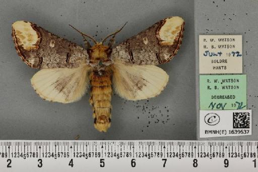Phalera bucephala bucephala (Linnaeus, 1758) - BMNHE_1639637_208791