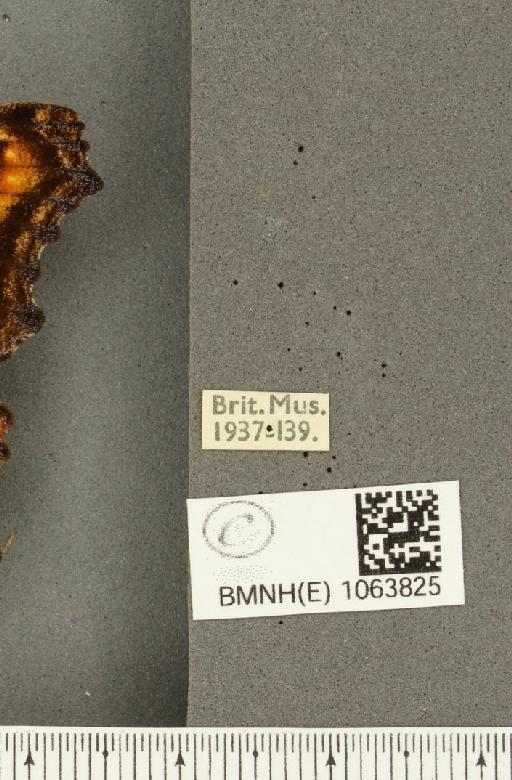 Nymphalis polychloros (Linnaeus, 1758) - BMNHE_1063825_label_24910
