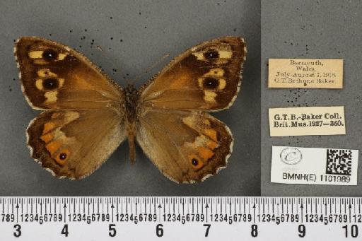 Hipparchia semele semele Linnaeus, 1758 - BMNHE_1101989_13243