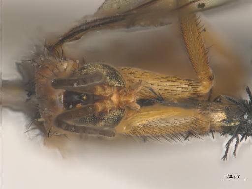 Neoplatyura biumbrata (Edwards, 1913) - Neoplatyura_biumbrata-HT_BMNH236754-head.jpg