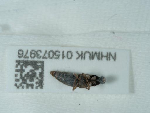 Quedius lucidulus Erichson, 1839 - 015073976_2