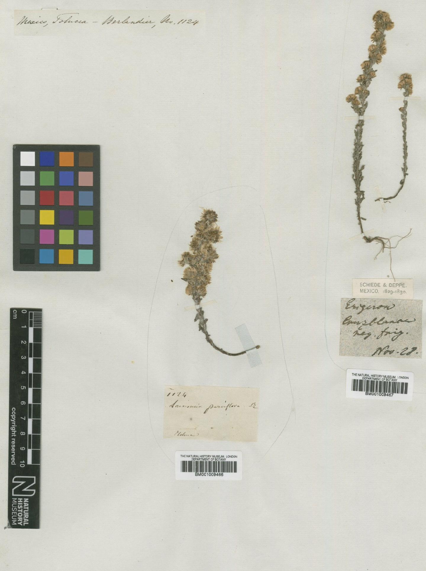 To NHMUK collection (Conyza parvifolia Wall.; TYPE; NHMUK:ecatalogue:610918)