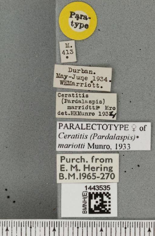 Ceratitis (Ceratalaspis) marriotti Munro, 1933 - BMNHE_1443535_label_43624